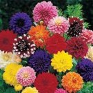 20+ Seeds DINNER PLATE DAHLIA MIX FLOWER SEEDS / EARLY BLOOMING BI-COLORS AND SOLIDS (Seeds)