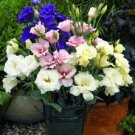 20+ Seeds PURPLE, PINK AND WHITE MIX LISIANTHUS FLOWER SEEDS LONG LASTING ANNUAL (Seeds)