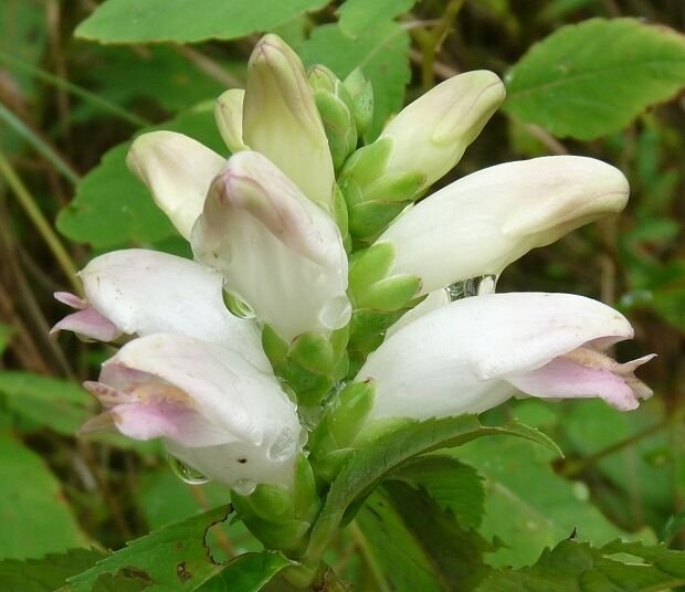 50+ Seeds CHELONE GLABRA WHITE TURTLE HEAD FLOWER SEEDS SHADE LOVING PERENNIAL (Seeds)