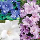 40+ Seeds PLATYCODON DOUBLE BALLOON MIXED FLOWER SEEDS (BLUE, WHITE, PINK) PERENNIAL (Seeds)