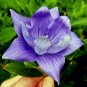 40+ Seeds PLATYCODON DOUBLE BALLOON MIXED FLOWER SEEDS (BLUE, WHITE, PINK) PERENNIAL (Seeds)