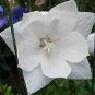 40+ Seeds PLATYCODON DOUBLE BALLOON MIXED FLOWER SEEDS (BLUE, WHITE, PINK) PERENNIAL (Seeds)