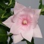 40+ Seeds PLATYCODON DOUBLE BALLOON MIXED FLOWER SEEDS (BLUE, WHITE, PINK) PERENNIAL (Seeds)