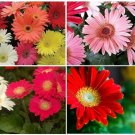 20+ SEEDS CALIFORNIA GIANT GERBERA DAISY FLOWER SEED MIX PERENNIAL (Seeds)