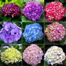 10+ SEEDS HYDRANGEA MIX PERENNIAL FLOWER SEEDS BLOOMS LAST 2 MONTHS (Seeds)