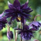 25+ Seeds BLACK BARLOW COLUMBINE AQUILEGIA FLOWER SEEDS PERENNIAL (Seeds)