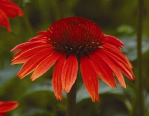 25+ SEEDS RED RUBY ECHINACEA CONE-FLOWER FLOWER SEEDS LONG LASTING PERENNIAL (Seeds)
