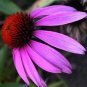 25+ SEEDS RED RUBY ECHINACEA CONE-FLOWER FLOWER SEEDS LONG LASTING PERENNIAL (Seeds)