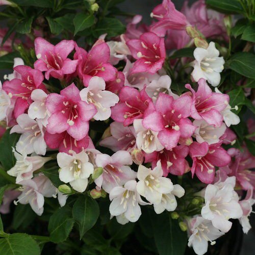 75+ SEEDS OLD FASHIONED WEIGELA Shrub Flower Seeds Blooms in 3 colors at once (Seeds)