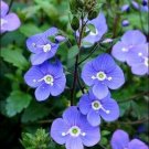 50+ SEEDS OXFORD BLUE CREEPING SPEEDWELL FLOWER SEEDS PERENNIAL (Seeds)