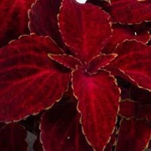 50+ SEEDS COLEUS WIZARD RED VELVET SHADE LOVING FLOWER SEEDS LONG