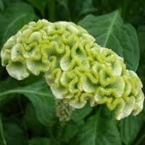 30+ SEEDS SPRING GREEN COCKSCOMB CELOSIA FLOWER SEEDS ANNUAL (Seeds)