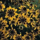 30+ SEEDS RUDBECKIA SOLAR ECLIPSE FLOWER SEEDS PERENNIAL (Seeds)