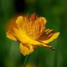 40+ SEEDS TROLLIUS GOLDEN QUEEN GLOBE FLOWER PERENNIAL FLOWER (Seeds)
