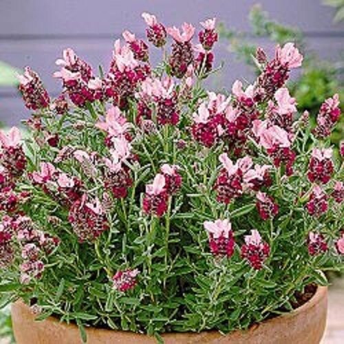30+ SEEDS MOST FRAGRANT RED LAVENDER FLOWER SEEDS PERENNIAL (Seeds)