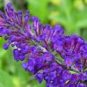 30+ SEEDS MOST FRAGRANT RED LAVENDER FLOWER SEEDS PERENNIAL (Seeds)