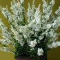 30+ SEEDS MOST FRAGRANT RED LAVENDER FLOWER SEEDS PERENNIAL (Seeds)