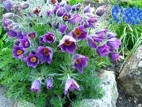 20+ SEEDS VIOLET-BLUE PULSATILLA PASQUE FLOWER (Seeds)