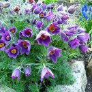 20+ SEEDS VIOLET-BLUE PULSATILLA PASQUE FLOWER (Seeds)