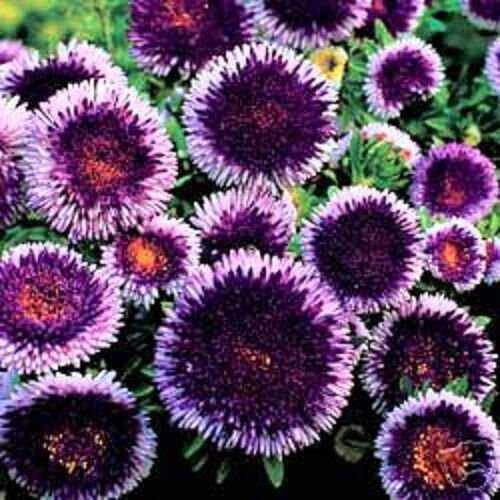 20+ SEEDS GIANT BLUE MOON ASTER FLOWER SEEDS PERENNIAL (Seeds)