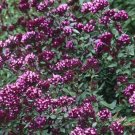 25+ SEEDS ORNAMENTAL OREGANO FLOWER (Seeds)