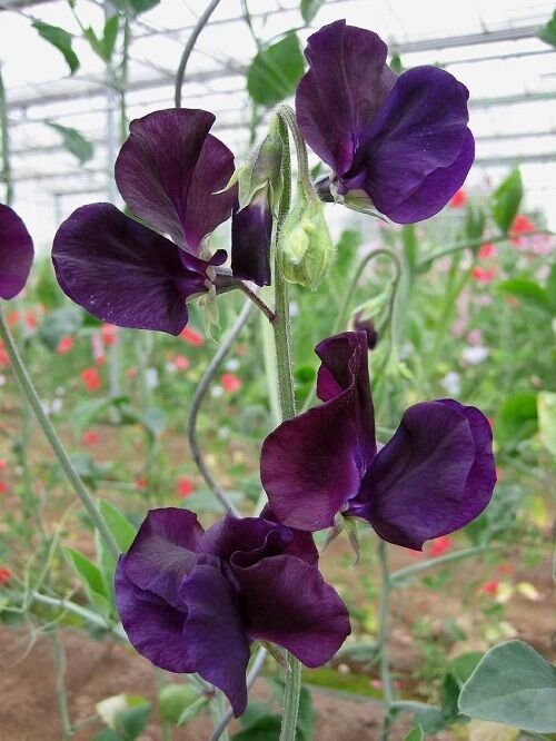 30+ SEEDS NAVY BLUE LATHYRUS MOST FRAGRANT SWEET PEA FLOWER (Seeds)