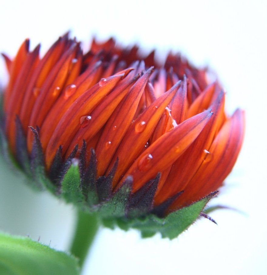 40+ SEEDS CALENDULA RED/BLACK FLOWER SEEDS RE-SEEDING ANNUAL (Seeds)