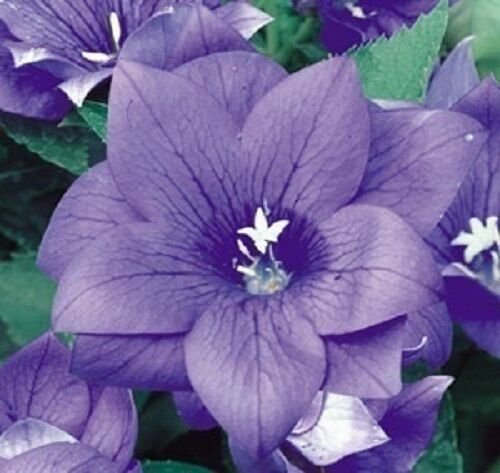 40+ SEEDS BLUE PLATYCODON DOUBLE BALLOON FLOWER SEEDS PERENNIAL (Seeds)