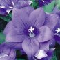 40+ SEEDS BLUE PLATYCODON DOUBLE BALLOON FLOWER SEEDS PERENNIAL (Seeds)