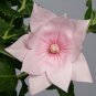 40+ SEEDS BLUE PLATYCODON DOUBLE BALLOON FLOWER SEEDS PERENNIAL (Seeds)