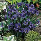 30+ SEEDS VIOLET BLUE-EYED GRASS SISYRINCHIUM FLOWER SEEDS SEDGE PERENNIAL (Seeds)