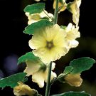 35+ SEEDS YELLOW 11 FT TALL GIANT DANISH HOLLYHOCK FLOWER (Seeds)
