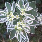 30+ SEEDS SNOW ON THE MOUNTAIN FLOWER SEEDS PERENNIAL EUPHORBIA (Seeds)