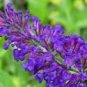 30+ SEEDS MOST FRAGRANT WHITE LAVENDULA WHITE LAVENDER FLOWER SEEDS PERENNIAL (Seeds)