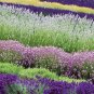 30+ SEEDS MOST FRAGRANT WHITE LAVENDULA WHITE LAVENDER FLOWER SEEDS PERENNIAL (Seeds)
