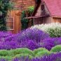 30+ SEEDS MOST FRAGRANT WHITE LAVENDULA WHITE LAVENDER FLOWER SEEDS PERENNIAL (Seeds)