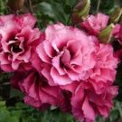 20+ SEEDS LISIANTHUS MARIACHI CARMINE FLOWER SEEDS LONG LASTING ANNUAL CUT FLOWER (Seeds)