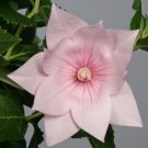 40+ SEEDS PINK PLATYCODON DOUBLE BALLOON FLOWER SEEDS PERENNIAL (Seeds)