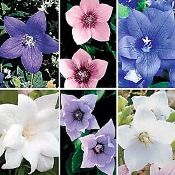 40+ SEEDS PLATYCODON BALLOON MIXED FLOWER SEEDS (BLUE, WHITE, PINK/) PERENNIAL (Seeds)