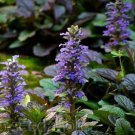 30+ SEEDS AJUGA REPTANS FLOWER SEEDS PERENNIAL (Seeds)