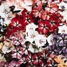 30+ SEEDS STARRY EYES PHLOX MIX FLOWER SEEDS SHADE PERENNIAL (Seeds)
