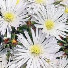 50+ SEEDS DELOSPERMA WHITE ICE PLANT FLOWER SEEDS PERENNIAL (Seeds)