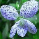 30+ SEEDS VIOLA FRECKLES / PERENNIAL (Seeds)