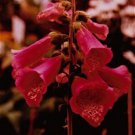 50+ SEEDS RED FOXGLOVE DIGITALIS FLOWER SEEDS PERENNIAL (Seeds)
