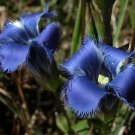 30+ SEEDS FRINGED DARK BLUE GENTIAN FLOWER SEEDS GENTIANOPSIS CRINITA PERENNIAL (Seeds)