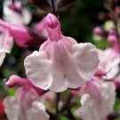 40+ SEEDS SALVIA PINK FRILLS FLOWER SEEDS PERENNIAL (Seeds)