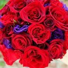 20+ SEEDS RED AND PURPLE MIX LISIANTHUS FLOWER SEEDS ANNUAL CUT FLOWER (Seeds)