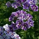 30+ SEEDS FRAGRANT SUGAR STARS PHLOX FLOWER SEEDS SHADE PERENNIAL (Seeds)