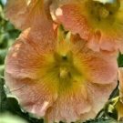 30+ SEEDS GIANT APRICOT DANISH HOLLYHOCK ALCEA FLOWER SEEDS PERENNIAL (Seeds)