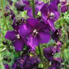 50+ SEEDS VERBASCUM VIOLETTA FLOWER SEEDS PERENNIAL (Seeds)